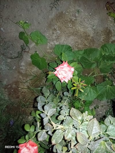 A single, light pink rose with darker pink edges is in bloom, surrounded by lush green foliage and vines. The rose is centrally located in the frame, with its petals unfurling. Several large, heart-shaped green leaves are visible behind and around the rose. In the foreground and lower portion of the image, a dense cluster of smaller, grayish-green leaves with serrated edges is present. The background consists of rough, sandy soil with some scattered debris and dry grass. The lighting suggests it is nighttime or a very dimly lit area, possibly an outdoor garden. The timestamp "01.07.2026 02:25" and the text "REDMI 15C" are visible in the lower portion of the image, indicating the date, time, and the device used for capture. The scene is static and shows no people or animals. The location is described as Balkanabat City, Turkmenistan.