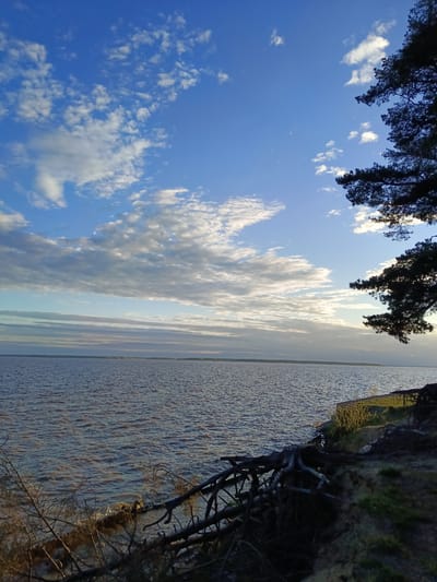 The image presents a view of a body of water, possibly a lake or a wide river, under a partially cloudy sky. The location is Вичелово, Russia. The water surface has slight ripples and reflects some of the sky's light. A strip of land is visible in the distance across the water. The foreground features a bank or shoreline covered with exposed tree roots and vegetation. A tree branch with foliage is visible on the right side of the frame, partially obscuring the sky.
