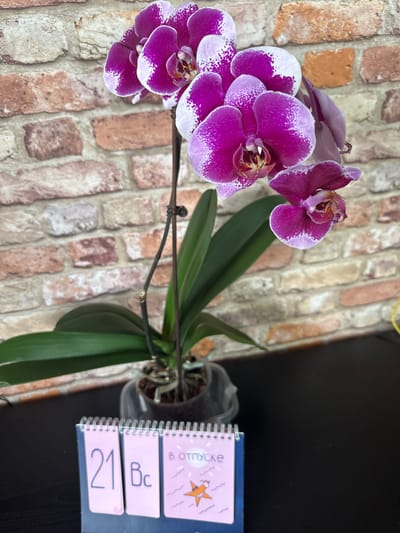 A close-up, eye-level shot shows a potted orchid with vibrant purple and white speckled flowers. The orchid is positioned in the foreground, with its green leaves and stem clearly visible. Behind the plant, a brick wall serves as the backdrop, showcasing a textured pattern of red and orange bricks. In the bottom left corner of the frame, a small desk calendar with a spiral binding is partially visible. The calendar features pastel pink pages with handwritten text and graphics, including the number "21" and the Cyrillic word "В ОТПУСКЕ" which translates to "On vacation". The overall scene appears to be indoors, likely on a table or desk, against a brick-patterned wall. There is no visible indication of the city of Рубцово, Russia in the image.