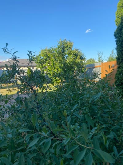 The image depicts a residential backyard scene under a clear blue sky with a few wispy clouds. In the foreground, a dense green shrub with long, slender leaves dominates the lower half of the frame. Behind the shrub, a mature tree with lush green foliage stands prominently. To the left, the roof and upper portion of a light-colored house are visible, partially obscured by the shrub. A grey metal fence runs horizontally across the midground, separating different sections of the yard. To the right of the metal fence, a wooden fence with vertical planks adds a warm, earthy tone to the scene. Further to the right, the dark green foliage of a tall evergreen tree is visible, creating a strong vertical element. The ground appears to be covered in green grass and a pathway is faintly visible. The image conveys a peaceful, sunny day in a suburban setting.