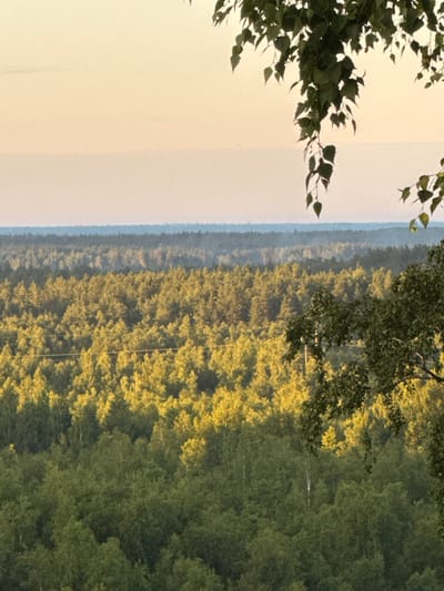 The image depicts a panoramic view of a dense forest landscape, likely taken from an elevated position. The foreground is partially obscured by the branches and leaves of a deciduous tree, possibly a birch, with dark green foliage hanging down. The middle ground showcases a vast expanse of trees, illuminated by warm, golden light, suggesting it is either sunrise or sunset. This section of the forest appears to be predominantly deciduous with lighter green foliage. Further into the distance, the forest transitions to darker, more densely packed coniferous trees, creating a sense of depth and layering. The horizon line is subtle, marked by a hazy, light blue band, indicating a distant landscape or atmospheric conditions. The sky above is a pale, gradient of soft yellow and pink, contributing to the warm, serene atmosphere of the scene. The environment appears to be rural and natural, with no visible signs of human habitation or activity within the immediate frame, though a faint horizontal line, possibly a power line or a thin trail, is visible cutting across the middle section of the illuminated forest. The location is Voeikovo, Russia.