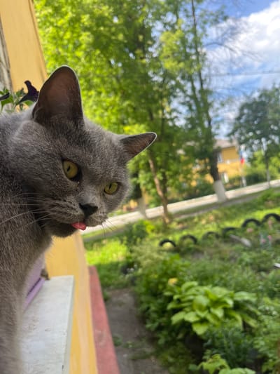 The media file shows a close-up, low-angle shot of a domestic cat, likely a British Shorthair, with gray fur and striking yellow-green eyes. The cat is positioned in the foreground, with its head tilted upwards and its tongue sticking out slightly, giving it a playful or curious expression. Its ears are alert, and its whiskers are prominent.
The background is blurred, suggesting a shallow depth of field. It depicts an outdoor scene with lush green foliage and trees, indicating a natural setting, possibly a garden or park. The lighting suggests it is daytime, with sunlight filtering through the leaves, creating dappled light. There are hints of man-made structures in the background, including what appears to be a yellow-painted wall or ledge and a white concrete structure. Further back, out-of-focus elements suggest buildings and possibly a path or road. The overall impression is a relaxed, outdoor moment.
No people are visible in the media. The focus is entirely on the cat and its immediate surroundings. The time of day appears to be daytime, given the bright lighting and shadows. The presence of abundant greenery suggests a temperate season, likely spring or summer. The visual cues of vegetation and what might be a residential or recreational area suggest a location in a populated but green environment. No text is visible in the image.