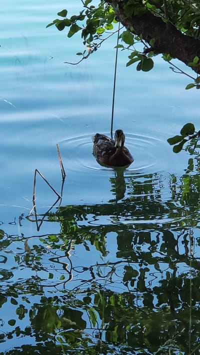 This is a vertical, eye-level, medium shot of a duck swimming in a calm body of water, likely a lake or pond, on a clear day. The duck, brown and white with a distinctive yellow beak, is facing to the left, its head slightly lowered as if it's searching for food or preening. Ripples spread out from the duck, creating concentric circles on the water's surface.

The water reflects the surrounding foliage, with the distorted green leaves and branches of trees creating an impressionistic pattern on the blue surface. A thick tree branch with green leaves is visible in the upper left quadrant of the image, extending into the frame. The overall scene evokes a sense of tranquility and natural beauty, suggesting a peaceful moment in a natural environment. There is no visible text in the image. The time of day appears to be daytime, given the bright lighting and clear reflections. The location cues, such as the foliage and calm water, are consistent with a natural park or lakeside setting in Banyoles, Spain.