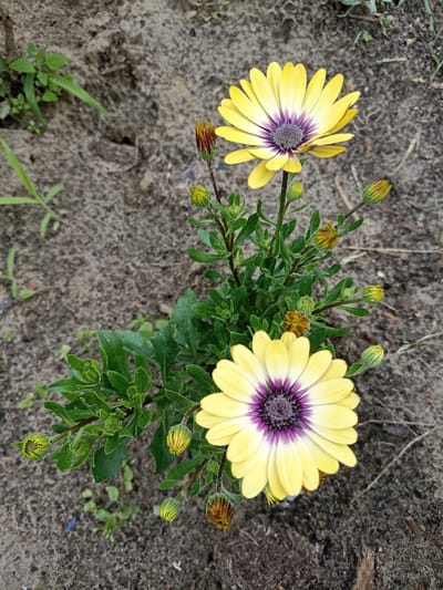 The image shows a close-up, overhead view of two yellow daisy-like flowers with purple centers, growing in sandy soil. There are numerous green buds and leaves also visible on the plant. The ground is a mix of dark sand, small pebbles, and sparse green vegetation. No people or man-made objects are apparent in the immediate vicinity of the flowers. The scene is likely outdoors in a natural or semi-natural setting, potentially a garden or uncultivated patch of land within the Прыбыткаўскі сельскі Савет, Belarus.