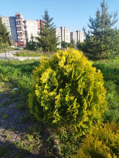 The image shows a bright, sunny day in Novyi Rozdil, Ukraine, with a close-up view of a large, spherical, yellow-green shrub in the foreground. The shrub has dense foliage with a feathery texture. To the right, a smaller, similar shrub is partially visible. Behind the shrubs, a patch of rough, gray paving stones is visible, with weeds and grass growing between them. Further in the background, there is a grassy area with various green plants and a few scattered weeds. A brown metal railing runs horizontally across the middle ground, above a concrete walkway or path. In the far background, several multi-story apartment buildings with light-colored facades and numerous windows can be seen under a clear blue sky. Several evergreen trees, including a tall pine tree, are interspersed among the buildings and in the surrounding greenery. The overall scene suggests a residential area with some landscaping.