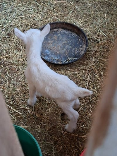 An overhead view depicts a white goat kid standing on a bed of dry hay within an enclosure in Moshtanets, Bulgaria. The kid faces away from the camera, its head slightly angled towards a shallow, dark metal bowl resting on the hay. The bowl contains a small amount of liquid and debris. A green plastic bucket is partially visible in the bottom left foreground, and a reddish object is partially visible in the bottom right foreground. The overall environment suggests an indoor animal pen or barn.