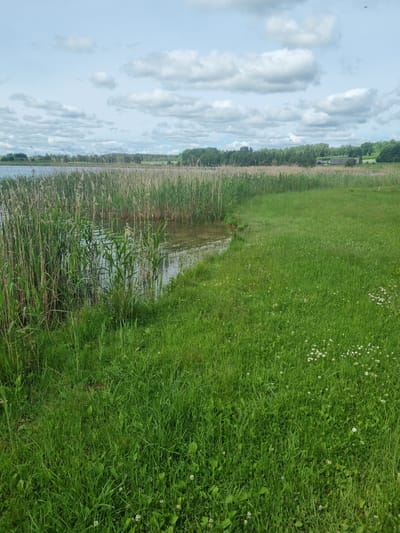 A serene landscape depicts a natural scene in Kalniškiai, Lithuania. The foreground is dominated by lush, green grass, interspersed with small white wildflowers and clover. To the left, a body of water is bordered by tall, dense reeds. Beyond the reeds, a line of trees forms the horizon, with a few buildings visible amongst them. The sky above is a mix of blue and white clouds. The overall impression is one of peaceful rural nature.