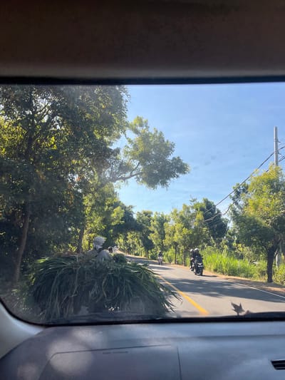 The image shows a road in Gerokgak, Indonesia, lined with lush green trees under a clear blue sky. The perspective is from inside a vehicle, looking out through the windshield. In the foreground, a large bundle of green grass is being transported, possibly by a person or on a vehicle. Several motorcycles are visible on the road, with riders wearing helmets. One motorcycle has two people, while another has a single rider. A utility pole with electrical wires stands on the right side of the road, adding to the rural or semi-urban setting. The sunlight casts shadows on the road, indicating it is daytime. The overall scene depicts a typical day on a road in a tropical region, with the transportation of agricultural produce and local commuters.