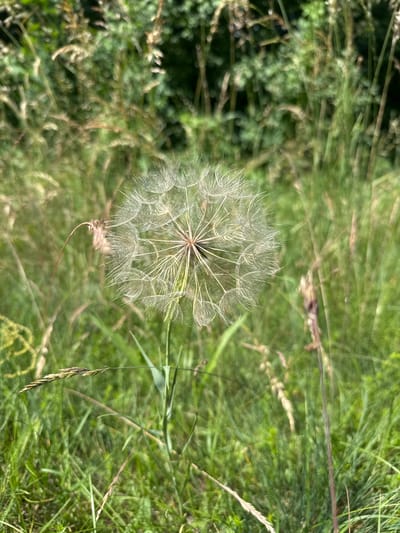 This is a close-up, top-down view of a Dandelion seed head in a grassy field. The seed head is large and delicate, with numerous white, feathery seeds radiating outwards from a central point. The background is a blur of green foliage, suggesting tall grass and other vegetation. The lighting indicates it is daytime, likely a sunny day, given the bright illumination of the seed head and the vibrant green of the grass. There are no people or animals visible, and no text is present. The overall impression is one of natural beauty and the transient nature of seeds ready to disperse. The location context is Dzierżenin, Poland.