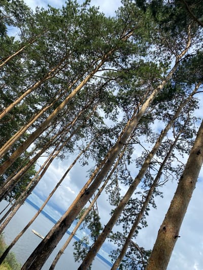 This is a vertical, eye-level, medium shot of a cluster of tall pine trees angled across the frame. The trunks of the trees are predominantly light brown with some reddish-brown hues and textured bark. The branches of the trees are covered in green pine needles, creating a dense canopy that partially obscures the sky. The sky is a mix of blue and white clouds, with some areas of brighter blue indicating sunlight breaking through.
In the background, a wide body of water, likely a lake or river, stretches horizontally across the lower portion of the image. The water is a muted blue-gray color. A small, light-colored raft or floating platform is visible on the water in the left middle ground. The far bank of the water is visible as a dark, hazy line. The overall environment suggests a natural, outdoor setting. The location is identified as Leninsky, Russia. There are no people or animals visible in the image.
