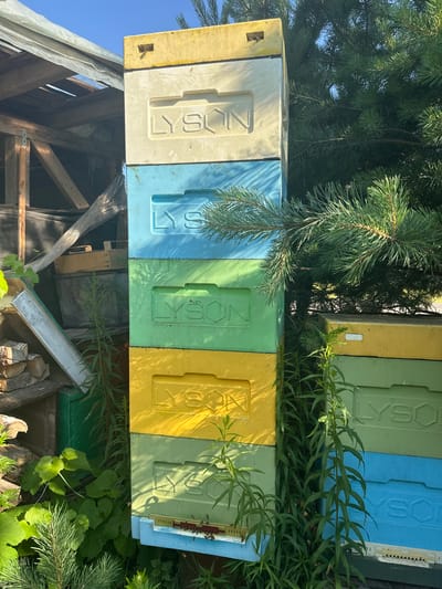 In the city of Kalodzishchanski sielski Savecka, Belarus, a vertical arrangement of colorful beehives stands under a clear blue sky, partially obscured by the dense foliage of a conifer tree. The beehives are stacked in varying colors: yellow, light blue, green, and yellow again, each bearing the embossed "LYSON" logo. The hives are weathered, suggesting they are in use. In the foreground and surrounding the base of the hives, lush green vegetation, including tall, leafy plants and pine needles, grows naturally. To the left of the beehives, a rustic wooden structure is visible, with exposed beams and a weathered, translucent covering. Piles of firewood are stacked near this structure. The scene appears to be an outdoor apiary, possibly in a rural or semi-rural setting within Belarus.