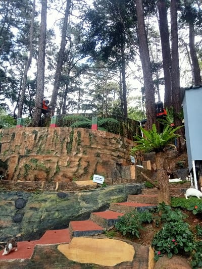 This image depicts a multi-tiered, landscaped outdoor environment located in Kuwukan, Indonesia. The scene is dominated by tall, slender pine trees under an overcast sky. A central, artificial rock formation, textured in shades of brown and green to simulate natural stone, rises in terraced layers. Integrated into this structure is a series of irregular steps with reddish-brown treads and log-like borders, ascending from the lower left towards the upper right.

Three domestic cats are present: a brown and white cat is positioned on the lowest step on the left, while two white cats are visible on a grassy patch to the right of the stairs. Two orange-clad figures, appearing as mannequins or statues wearing backpacks, are affixed to tree trunks in the upper background; one on the left is positioned as if climbing, and another on the right is similarly attached.

Three short, square pillars, each with distinct red, green, and dark segments, are situated on the upper terrace wall. A white sign prominently displayed on the artificial rock wall clearly states "DILARANG MEMBUANG SAMPAH" (No Littering), with another partially obscured white sign nearby. Green foliage, including several large ferns, is integrated throughout the landscaping and attached to tree trunks. A section of a light blue-grey building is visible on the far right edge of the frame.