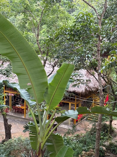 A viewpoint from above shows a tropical building with a thatched roof nestled amongst dense green foliage. In the foreground, large, vibrant green banana leaves dominate the scene, obscuring parts of the building and surrounding trees. The building appears to be a restaurant or guesthouse, with an open-air dining area featuring tables and chairs visible. A yellow wooden structure supports the thatched roof, and a set of stairs leads up to it. The environment is lush and natural, suggesting a rural or remote location within Cổ Lũng Commune, Vietnam, possibly a tourist attraction. The lighting indicates an overcast or shaded day, with no direct sunlight.