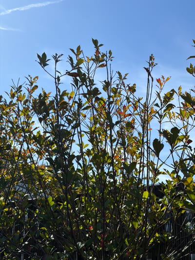 The image depicts a close-up view of a dense shrub or tree with many branches and green leaves. Some leaves show signs of damage or color change, with hints of orange and red. The branches are dark and slender. In the background, a blue sky with a faint, thin white cloud or contrail is visible. Below the foliage, a dark, slatted fence or structure can be partially seen. The lighting suggests it is daytime, with sunlight illuminating the leaves and casting shadows. The scene is likely outdoors, possibly in a garden or park setting within Champs-sur-Marne, France. No people or animals are present.
