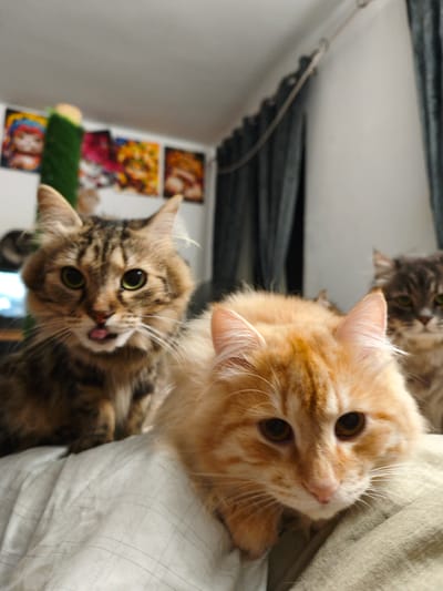 The image shows three cats in a domestic setting, likely an indoor room. In the foreground, a ginger cat with bright copper eyes and white whiskers is positioned centrally, its head resting on a light-colored blanket. To the left and slightly behind it, a tabby cat with green eyes and a pink tongue sticking out is visible. Further back and to the right, a gray tabby cat with green eyes is partially obscured. The background features a wall with several framed pictures and a dark curtain. The overall lighting suggests an indoor environment. There is no indication of the city of Morąg, Poland, or any specific urban or outdoor location.