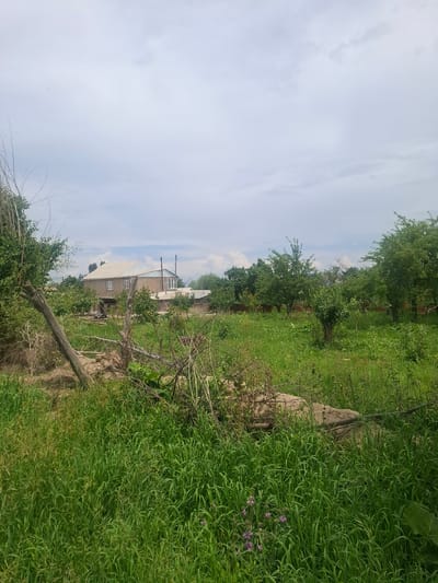 The image depicts a natural landscape with a house in the background, located in Barskoon, Kyrgyzstan. The foreground is dominated by tall, green grass and some dry, fallen branches, suggesting a rural or undeveloped area. A light-colored, two-story house with a gray roof is visible behind a cluster of green trees. The sky is overcast with white clouds. There are no people or animals visible in the image. The environment appears to be a field or a garden, with a few trees scattered throughout. The scene is peaceful and shows signs of nature's growth.