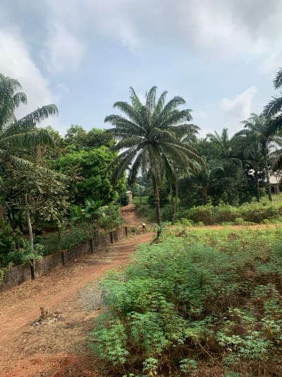 The image depicts a rural landscape in Amaeshi, Nigeria, under an overcast sky. A reddish-brown dirt path, partially covered with gravel, extends from the midground into the background. A low, grey concrete wall runs along the left edge of the path. Dense green vegetation borders both sides of the path, dominated by numerous tall palm trees and various broadleaf trees and bushes. In the midground, on the path, a single individual wearing a bright yellow or lime green top and dark trousers walks away from the viewer, carrying a long-handled tool, possibly a hoe, over their left shoulder. In the distant background, a small, light-colored structure is visible through the trees to the left of the path, and a building roof is partially obscured by trees on the right. The foreground on the right features a dense growth of short, leafy green plants, potentially cassava.