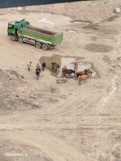 A green dump truck is parked on a dirt ground. Several cows are gathered around a puddle of water. A person is riding a horse and appears to be herding the cows. The environment is barren and dusty, with some rocks and tire tracks visible on the ground. The image is dated July 7, 2026, at 08:05.