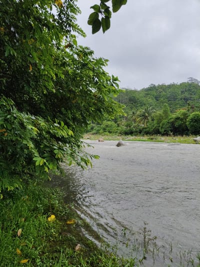 A lush, green tree overhangs the edge of a river, its branches heavy with foliage. The water is gray and flows smoothly, with large rocks scattered across its surface. In the background, a verdant hillside is visible, covered in dense vegetation and palm trees. The sky is overcast, casting a soft, diffused light over the scene. The riverbank is overgrown with grass and plants, some of which are partially submerged in the water.