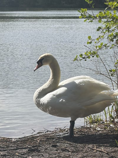 A sideways view shows a swan standing next to a tree in Tonbridge and Malling, UK. The swan is white with a black beak and is standing on its left foot. The tree is brown with rough bark. The swan is positioned to the right of the frame, next to the tree trunk. To the left of the swan is a body of water, which is gray and reflective. Branches and leaves are visible near the water.