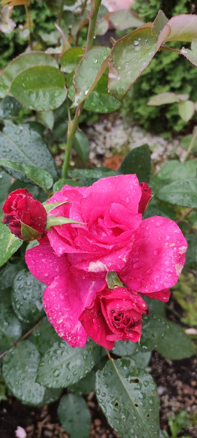 A close-up, vertical shot captures a vibrant pink rose bloom with raindrops clinging to its petals. The rose is in various stages of bloom, with a large central flower and smaller buds on the left and bottom right. Dark green rose leaves, also speckled with water droplets, surround the flowers. The background is softly blurred, showing hints of green foliage and some light-colored pebbles or ground cover. The overall impression is that of a rose bush after a rainfall in an outdoor setting, likely a garden. The location is specified as Ангелово Клубная Резиденция, Russia. There are no people visible in the image.
