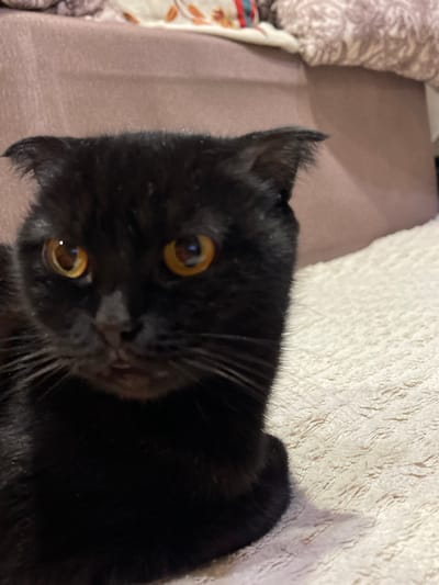 The scene depicts an indoor environment in Trudovoi, Russia. The primary subject is a domestic feline, specifically a black cat with characteristic folded ears, facing directly towards the observer. Its fur is uniformly black and appears short-haired. The cat possesses large, round, amber-colored eyes, each exhibiting a distinct white specular highlight. Prominent dark whiskers extend from either side of its muzzle. A dark, slightly moist nose and a partially open mouth are visible. The cat's head and a portion of its upper torso or front paws are visible in the lower-left to central frame. The immediate background consists of a textured, light-colored (beige or cream) blanket or bedding material. Behind and above this, a blurred, soft, brown-toned surface, possibly another piece of bedding or furniture, is present, with a faint pattern or embroidery in the upper-right corner. The lighting suggests an artificial source, accentuating the cat's eyes.