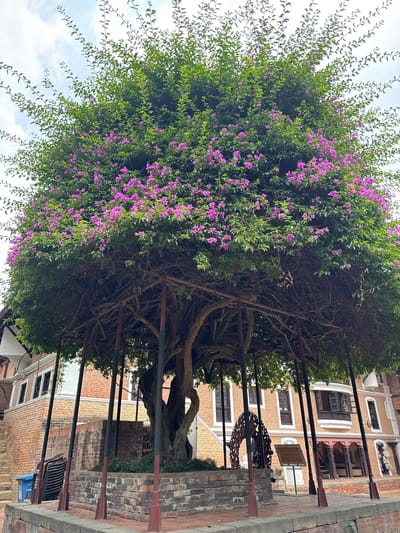 The image shows a large tree with dense green foliage and scattered purple flowers, supported by a network of metal poles. The tree is likely a Bougainvillea, known for its vibrant bracts. Behind the tree is a multi-story brick building with ornate wooden window frames and architectural details. The scene appears to be a public space, possibly a courtyard or plaza, with brick paving visible in the foreground. The location is in the city of Lalitpur, Nepal, judging by the architectural style of the buildings.