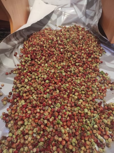 A large pile of small, wild strawberries is spread out on a flat surface. The strawberries are a mix of red and green, indicating varying stages of ripeness. They appear to have been gathered and are possibly being dried or prepared for consumption. The background shows parts of what appears to be a table or counter, with a striped pattern visible on a white surface. A portion of a white bag or container is also visible, from which the strawberries may have spilled or been poured. The lighting is somewhat dim, creating a naturalistic feel to the scene. There is no indication of a specific location in Некрасовка, Kazakhstan.