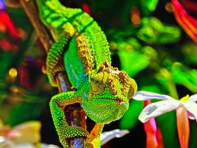 The image is a close-up, detailed photograph of a vibrant green chameleon clinging to a brown branch. The chameleon's skin is covered in a mosaic of small scales, with a prominent crest on its head and along its back. Its eyes are positioned to look in different directions, a characteristic feature of chameleons. The background is a blur of bright, saturated colors, including reds, greens, and yellows, suggesting a tropical or lush environment, possibly a botanical garden or a vivarium. In the foreground and to the right of the chameleon, a white flower with a yellow center is partially visible. The lighting is intense, highlighting the textures and colors of the chameleon and its surroundings. There is no indication of the city of Gorzow, Poland, in this image; it is a naturalistic scene focused on the chameleon.