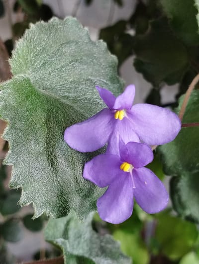 The image is a close-up photograph of two small, purple flowers with yellow centers. The flowers have delicate, five-petaled blooms. They are set against a backdrop of soft, green foliage. One large, textured, grey-green leaf dominates the left side of the frame. The overall impression is one of natural beauty and close-up detail. The image does not contain any elements that would suggest a specific location within the city of Hospozín, Czechia, or any specific context beyond the plant itself.