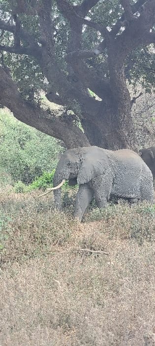 The scene depicts a grey African elephant standing within a natural, bushy environment near Mto wa Mbu, Tanzania. The elephant is positioned in the midground, facing right with its head slightly lowered, and its trunk curled. A single tusk is visible, protruding forward. Its textured skin appears dusty or muddy. The animal is surrounded by sparse, dry, light brown underbrush and some interspersed greener foliage. In the immediate background, a massive tree with a thick, gnarled trunk and dense green canopy provides shade. A partial view of a second elephant's back is faintly discernible to the far right, mostly obscured by the primary elephant and vegetation. The background beyond the main tree consists of additional green vegetation. No human subjects or artificial objects are present.