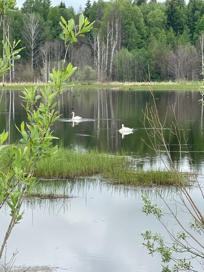 The scene depicts a pond in Kamennyi Kliuch, Russia. Two white swans are swimming in the water, creating reflections on the surface. The pond is surrounded by green grass and trees on its banks. A branch with green leaves is in the foreground. The sky is overcast, giving the scene a muted, natural light.