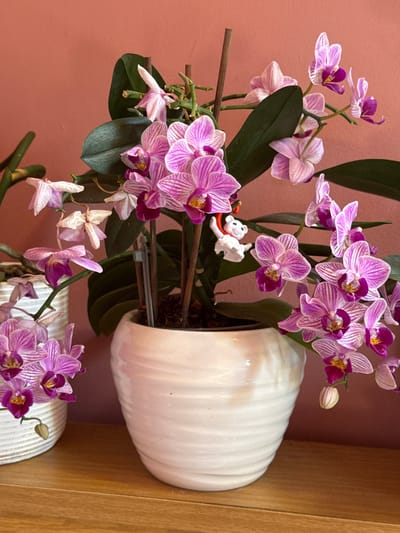 A close-up, eye-level shot shows two potted orchid plants with pink and white striped flowers and green leaves against a muted coral background. One orchid, in the foreground, is in a large, white, ribbed ceramic pot. Several stems of pink and white flowers are visible, some in full bloom and others wilting. A small white figurine of a bear wearing a red scarf is attached to one of the stems. The second orchid, to the left and slightly out of focus, is in a smaller white ribbed pot and also has pink and white flowers. The plants are situated on a wooden surface. The scene is indoors. The location of this image is not specified in the image data.