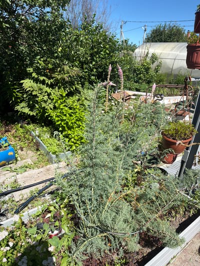 This image captures a sun-drenched, outdoor garden scene, likely in the village of Karachino, Russia. The primary subjects are a variety of plants and garden elements. A large, bushy evergreen shrub with delicate, feathery foliage dominates the foreground, its branches reaching out across the frame. Among this shrub, and in other parts of the scene, are smaller plants with vibrant green leaves and some with delicate pink and white blossoms.

In the background, a large, curved structure, possibly a greenhouse or polytunnel, is visible, partially obscured by lush greenery. Several terracotta pots, some containing plants, are placed on metal shelving units, hinting at a cultivated but perhaps somewhat unkempt garden. Wooden planks and gravel ground cover are also visible, contributing to the rustic feel of the setting. A bright blue bucket and black hosing suggest ongoing gardening activities.

The time of day appears to be late morning or early afternoon, indicated by the bright, directional sunlight casting distinct shadows. The weather is clear and sunny, with a bright blue sky visible in the upper left corner. There are no people visible in the image. The overall impression is one of a thriving, natural garden space, full of life and bathed in warm sunlight. No visible text is present in the image.