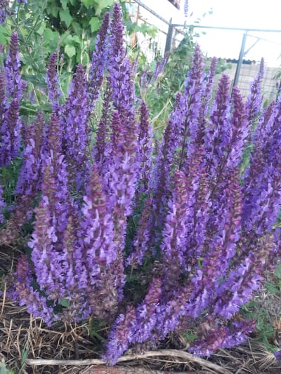 This is a close-up, vertically oriented photograph of a dense cluster of blooming purple flowers. The flowers are arranged in tall, spiky inflorescences, with many individual small blossoms creating a textured effect. The predominant color is a vibrant purple, with some flowers showing hints of darker purple or maroon, especially towards the tips of the spikes. The background is a blur of green foliage and some dry, straw-like material, suggesting a natural outdoor setting. In the upper right portion of the image, there are faint hints of man-made structures, possibly a fence or trellis, and a bright, washed-out area that could indicate sunlight. There is no discernible text in the image. The focus is entirely on the floral display, capturing the intricate details of the blossoms and their arrangement. The scene evokes a sense of natural beauty and the lushness of a garden or wild growth. The lighting suggests it might be daytime, possibly a sunny day given the bright background elements.