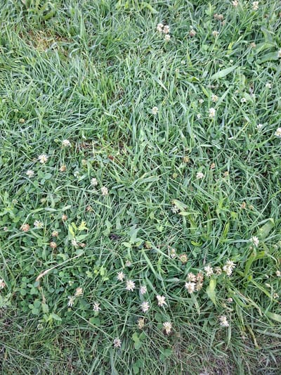 This media file is an overhead shot of a grassy area with small white clover flowers scattered throughout. The grass is a mix of green and dried blades, with some blades appearing longer and more prominent than others. The clover flowers are small and delicate, with many of them appearing to be past their prime, with brown and dried petals. The scene appears to be a natural outdoor setting, likely a field or lawn, given the abundance of grass and clover. There are no people or man-made objects visible in the image. The lighting suggests it could be daytime, with diffused light, possibly indicating an overcast or early morning/late evening setting. The overall impression is one of a natural, unmanicured patch of ground. The location context provided, Hiliuți, Moldova, suggests a rural or suburban outdoor environment within that region.