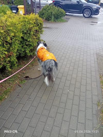 The image depicts an outdoor scene in Kiełczów, Poland, recorded on 05.06.2026 at 13:21 by a POCO C75 device. The primary subject is a medium-sized dog, viewed from its rear, with a multi-colored (grey, black, white) coat and a fluffy white-tipped tail. The dog is wearing a bright orange, possibly reflective, vest adorned with white paw print and bone patterns. It stands on a damp, grey rectangular block-paved sidewalk, facing towards a dense, light green coniferous bush to its left. A thin pink leash extends from the dog's neck area, resting partially on the sidewalk and partially on the ground adjacent to the bush. On the pavement near the dog's front feet, a dark, irregular mass of organic matter is present. To the left of the bush, a black and a yellow refuse bin are partially visible, along with a dark metal fence and a light-colored vehicle parked beyond. To the right, across a wider paved area, a dark blue or black Mazda CX-5 SUV is parked. The overall environment suggests overcast daytime conditions with damp surfaces.