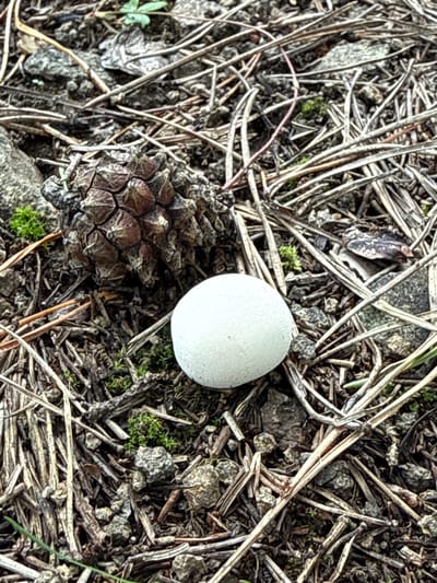 The image is a close-up, eye-level shot of a forest floor in Kusa, Russia. The ground is covered with dry pine needles, small pebbles, and patches of green moss. In the foreground, a white, smooth, egg-shaped object, likely a puffball mushroom, rests on the forest floor. To the left of the mushroom is a brown pinecone, partially open and showing its scales. The lighting is natural and appears to be overcast.