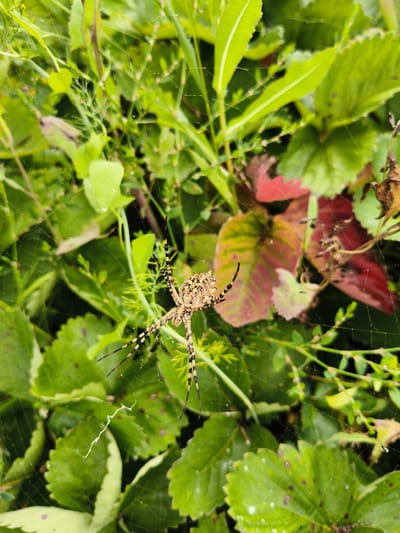A spider is situated in the center of its web, which is suspended amidst lush green foliage and some red leaves. The spider has a patterned body and striped legs. The background consists of various plants and leaves, suggesting an outdoor, natural setting. The specific location in Petrovsk, Russia, is not discernible from the visual information provided.
