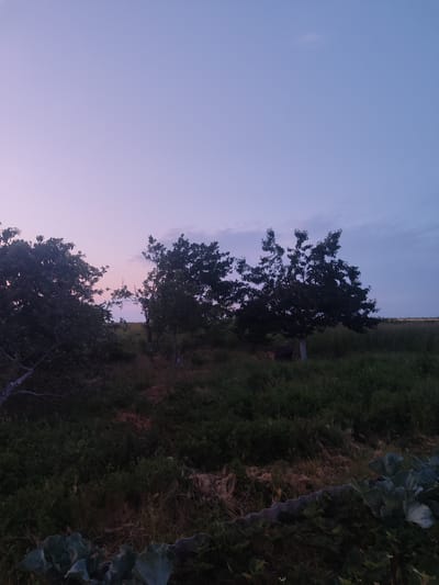 This is a photograph of an outdoor scene at dusk in Novosamarka, Ukraine. The sky is a gradient of soft purple and pale blue, with some wispy clouds visible. In the foreground and middle ground, there is dense foliage with several trees. The trees are silhouetted against the sky, and some have a pale trunk. The ground is covered in dark green grass and some dry, reddish-brown vegetation. In the bottom right corner, there are large, leafy plants, possibly cabbage or similar vegetables. The scene is dimly lit, indicating it is either early morning or late evening.