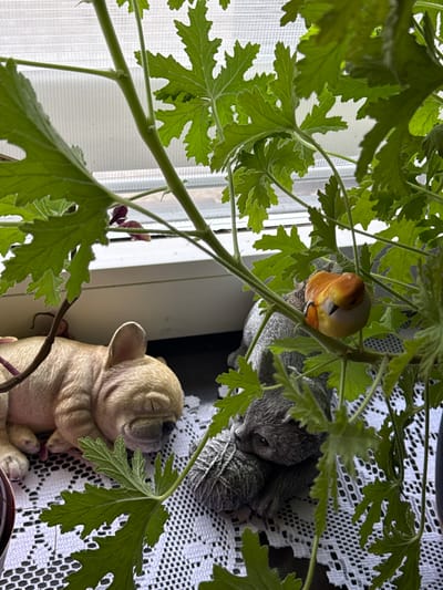 An artificial bird with orange and white plumage is perched on a green plant stem amidst lush green leaves. To the left, a beige, sleeping figurine of a French bulldog rests on a white lace tablecloth. Further to the left, a gray, sleeping cat figurine is also on the tablecloth, with a ball of gray yarn beside it. The scene is indoors, near a window with a translucent blind, suggesting a windowsill in a room in Bassum, Germany.