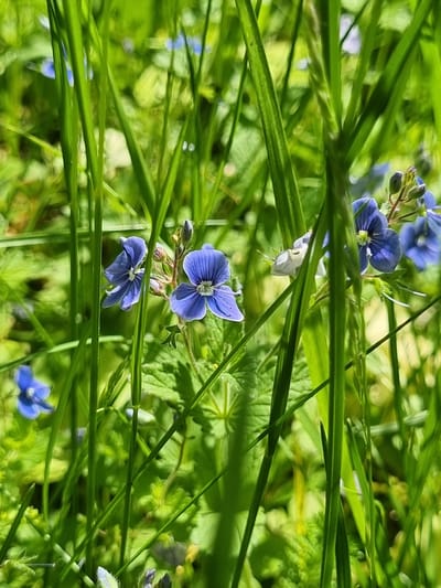 The image shows several blue flowers surrounded by green grass and other green foliage. The flowers have four petals each and a white center. Some of the flowers are in focus while others are blurred. The grass blades are long and thin, some obscuring the flowers. The setting appears to be a grassy area, possibly a field or garden. No people or other specific objects are visible. There is no information in the image or available with the image which suggests the location is in the city of Kemul, Russia.