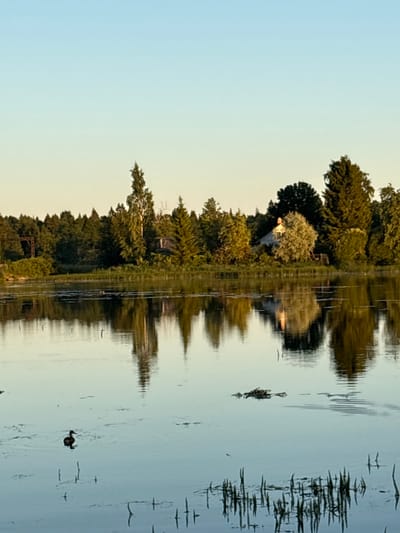 In the city of Chikino, Russia, a serene lake reflects a clear, pale blue sky at sunset. The far bank of the lake is lined with a dense forest of various trees, including tall evergreens and birches. Among the trees, a small, light-colored house with a reddish-brown roof is visible, suggesting a rural or semi-rural setting. The water's surface is calm, with subtle ripples and the reflections of the trees and the sky. A single duck swims in the foreground of the lake, its dark silhouette stark against the placid water. The overall scene conveys a sense of tranquility and natural beauty.