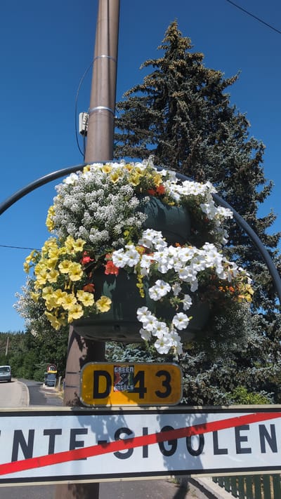 The image shows a street decoration in Sainte-Sigolène, France. A large, dark green flower pot is suspended from a brown pole, filled with a cascade of yellow, white, and red petunias and white alyssum flowers. A dark metal arch frames the flower pot on the left and right. Below the flower pot, a yellow road sign with black lettering reads "D 43" and features a green logo with the words "GREEN ANGELS". Beneath this sign is a white sign with black lettering that reads "SAINTE-SIGOLÈNE", with a red diagonal stripe across it, indicating the town limits. The background consists of a clear blue sky, a tall evergreen tree, and a glimpse of a road with a speed limit sign.