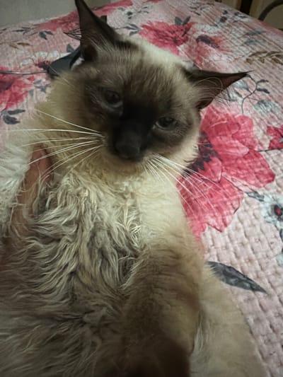 A Siamese cat is lying on a pink floral blanket. The cat's fur is a creamy beige color with darker brown points on its ears, face, and tail. Its eyes are a deep blue, and its whiskers are long and white. The cat appears to be relaxed, with its body partially supported by a hand. The blanket is patterned with large pink and red flowers. The background is slightly out of focus, but appears to be a bed or couch. The scene is likely indoors, in a domestic setting. The location in Carpignano Salentino, Italy, is not discernible from the image itself.