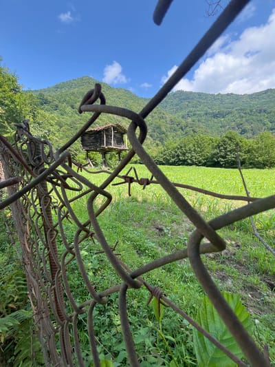 A rustic wooden structure, appearing to be a small house or shed on stilts, is visible in the background, set against a backdrop of lush green, tree-covered mountains under a bright blue sky with scattered white clouds. In the foreground, a rusted chain-link fence with barbed wire runs diagonally across the frame, partially obscuring a field of young green crops, likely corn, which stretches towards the mountains. The overall scene suggests a rural environment in the city of Mirveti, Georgia, characterized by its natural beauty and simple, aged architecture. There are no people or animals depicted in the image.