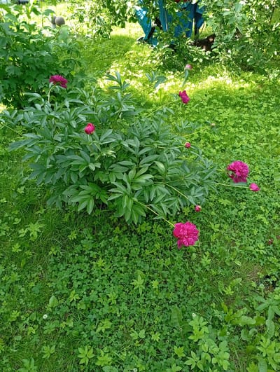 In Lavriki, Russia, a lush green lawn is dominated by a vibrant bush of pink peonies, with several fully bloomed flowers and some buds visible. The foreground is a carpet of clover and grass, dappled with sunlight filtering through overhead trees. In the background, more greenery and what appears to be a blue tarp partially cover some objects, suggesting a garden or yard setting. No people are visible in the image.