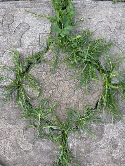 The image depicts a close-up, overhead view of concrete paving stones with a decorative floral pattern, likely in Rzhev, Russia. Several sections of the paving stones are cracked or separated, allowing green grass and weeds to grow through the crevices. The grass is dense and covers significant portions of the paving stones, particularly around the edges and in the gaps between them. The concrete itself appears aged and worn, with a textured surface. No people or animals are visible in the image. The overall impression is one of nature reclaiming an urban or suburban outdoor space.