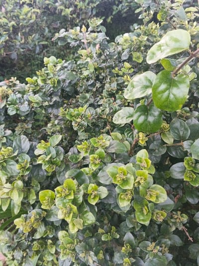 Lush green shrubbery fills the frame, dominated by rounded leaves ranging in shade from deep emerald to bright lime. Many leaves show a glossy sheen, reflecting light, while others have a matte finish. Small, bud-like structures emerge from many of the clusters of leaves, hinting at potential blooms. The foliage is dense and appears well-maintained, creating a uniform texture.