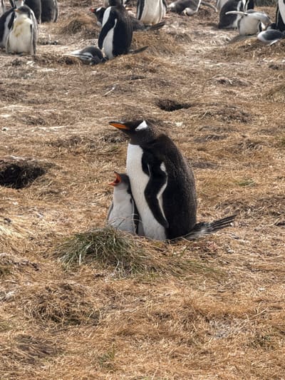 An adult Gentoo penguin and a chick stand on dry, yellowish-brown grassland within a larger colony at Bluff Cove, Falkland Islands (Islas Malvinas). The adult, dark grey and white with a prominent orange beak and a white head stripe, stands upright, looking slightly upward and to the left. The smaller chick, primarily light grey and white with a smaller orange beak, stands directly in front of and slightly to the left of the adult, with its beak wide open, indicating vocalization or begging. Patches of green grass are visible around their immediate vicinity. In the background, numerous other Gentoo penguins are dispersed across the undulating, grass-covered terrain, some standing, some lying down, and several partially obscured. Visible depressions or burrows are present in the ground throughout the scene.